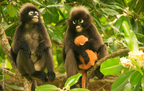 Spectacled langur sitting in a tree with a baby, Ang Thong Natio