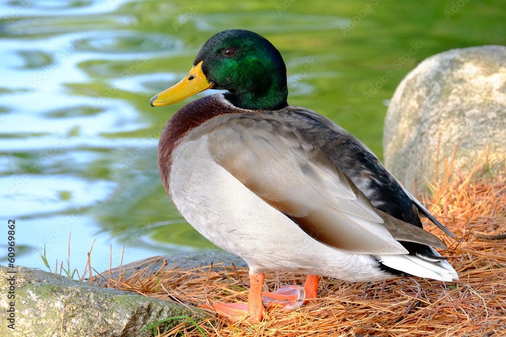 Obraz premium マガモ（雄）