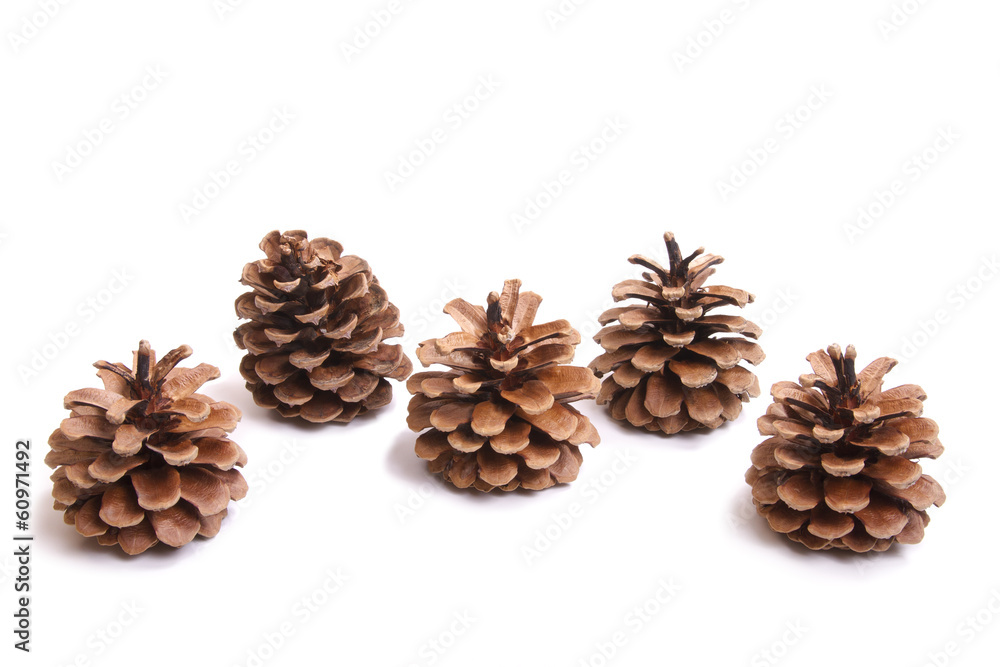 five fir cones five fir cones