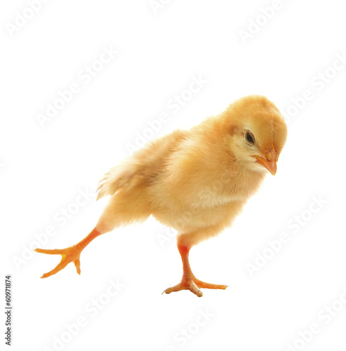 little yellow young baby chick excercise yoka isolated on white