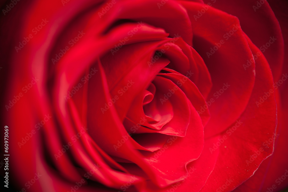 beautiful close up red rose beautiful close up red rose