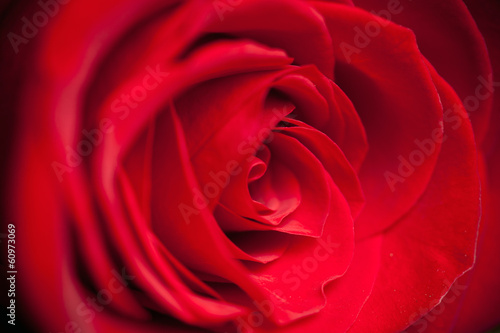 beautiful close up red rose