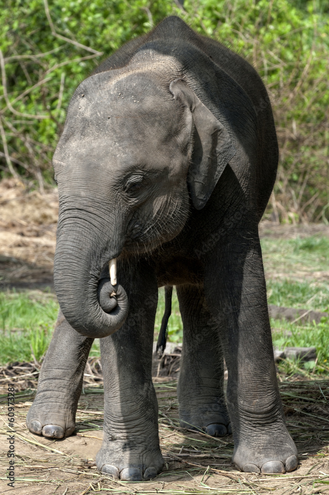 Fototapeta premium Juvenile Asian Elephant