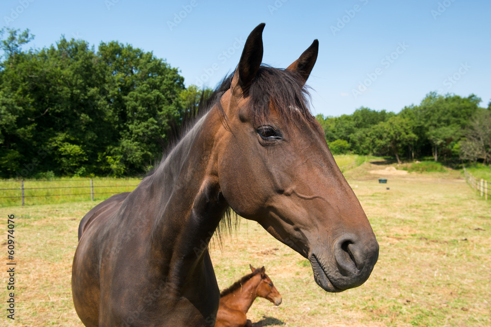 Brown horse with foal Brown horse with foal