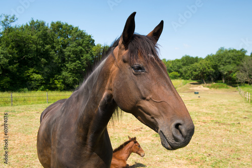 Brown horse with foal © Ivonne Wierink