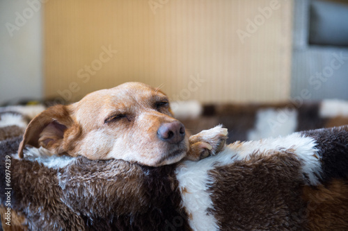 Sleepy cross breed dog in basket
