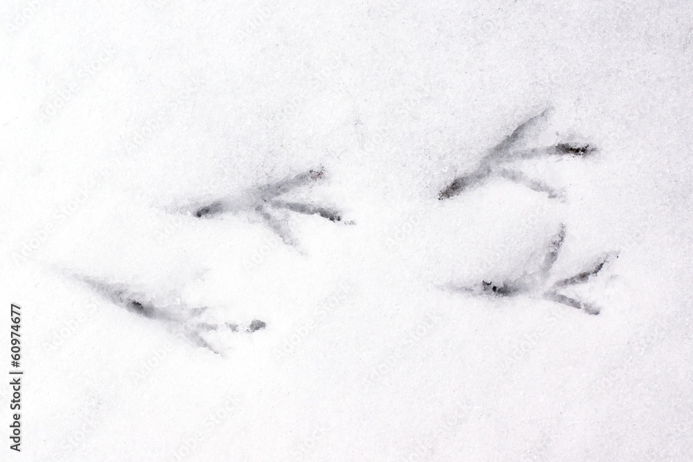 Four bird foot prints in snow