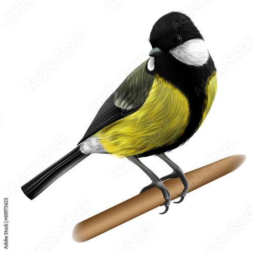 Titmouse illustration