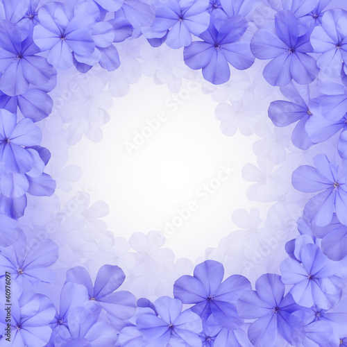 border or background with blue plumbago flower