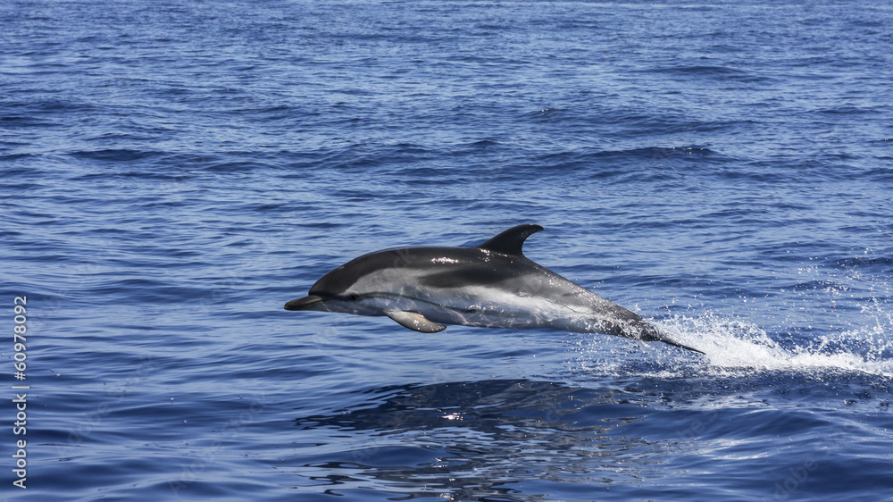 Fototapeta premium Delfino