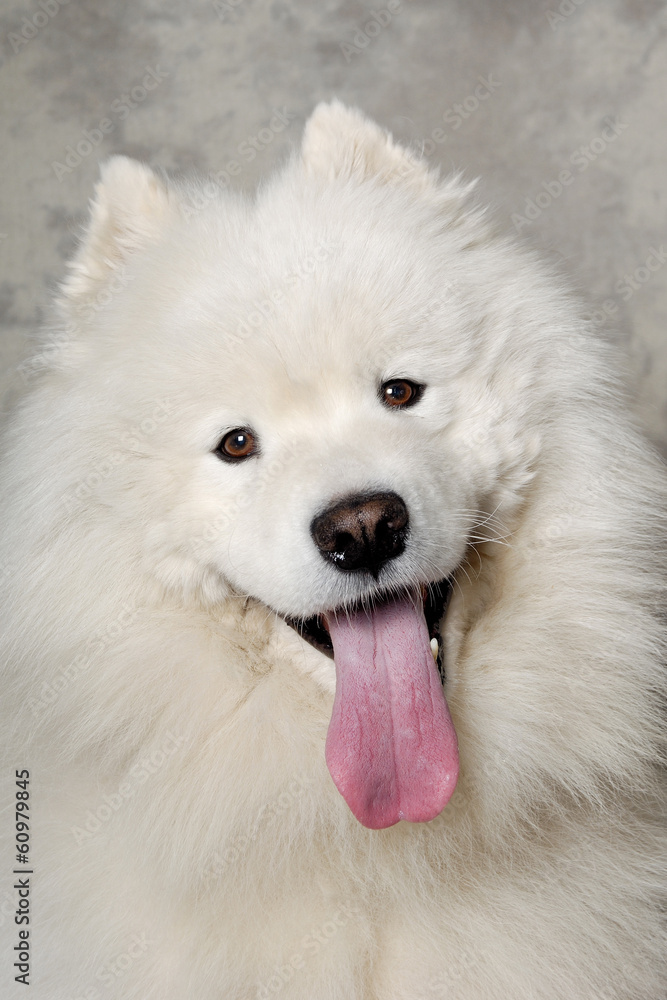 Face of happy samoyed dog Face of happy samoyed dog