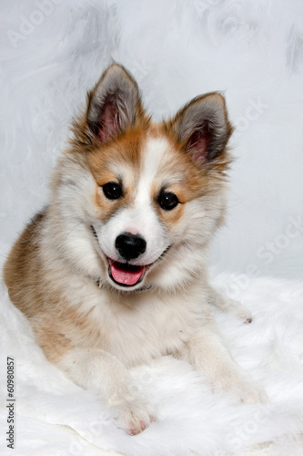 Happy Norwegian lundhund dog