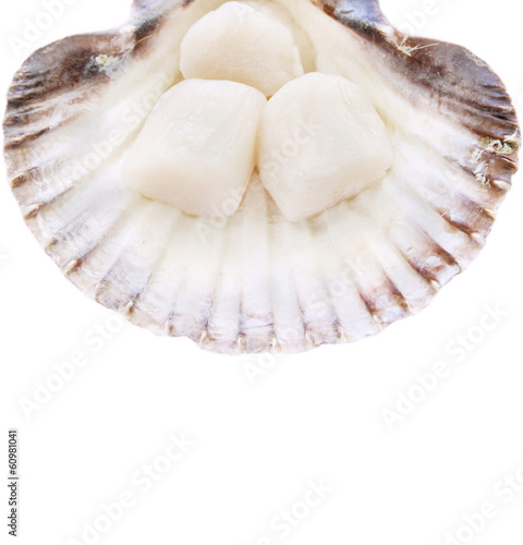 Fresh Scallops in shell ,isolated