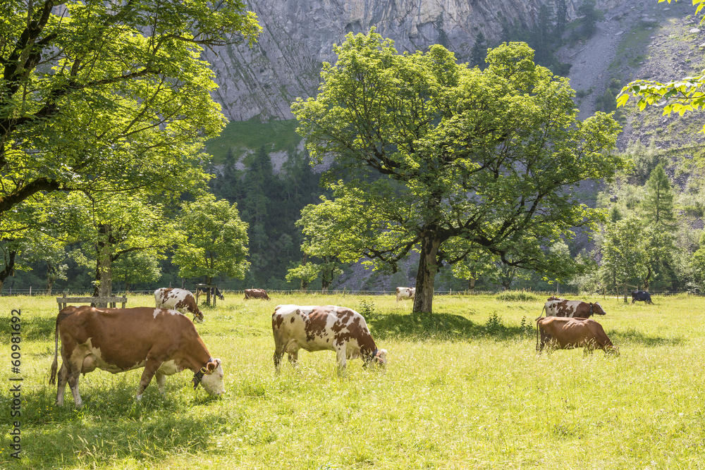 Flock of cows in alps Flock of cows in alps