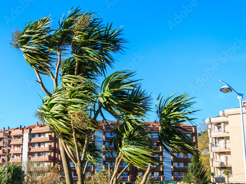 Wind over palm trees