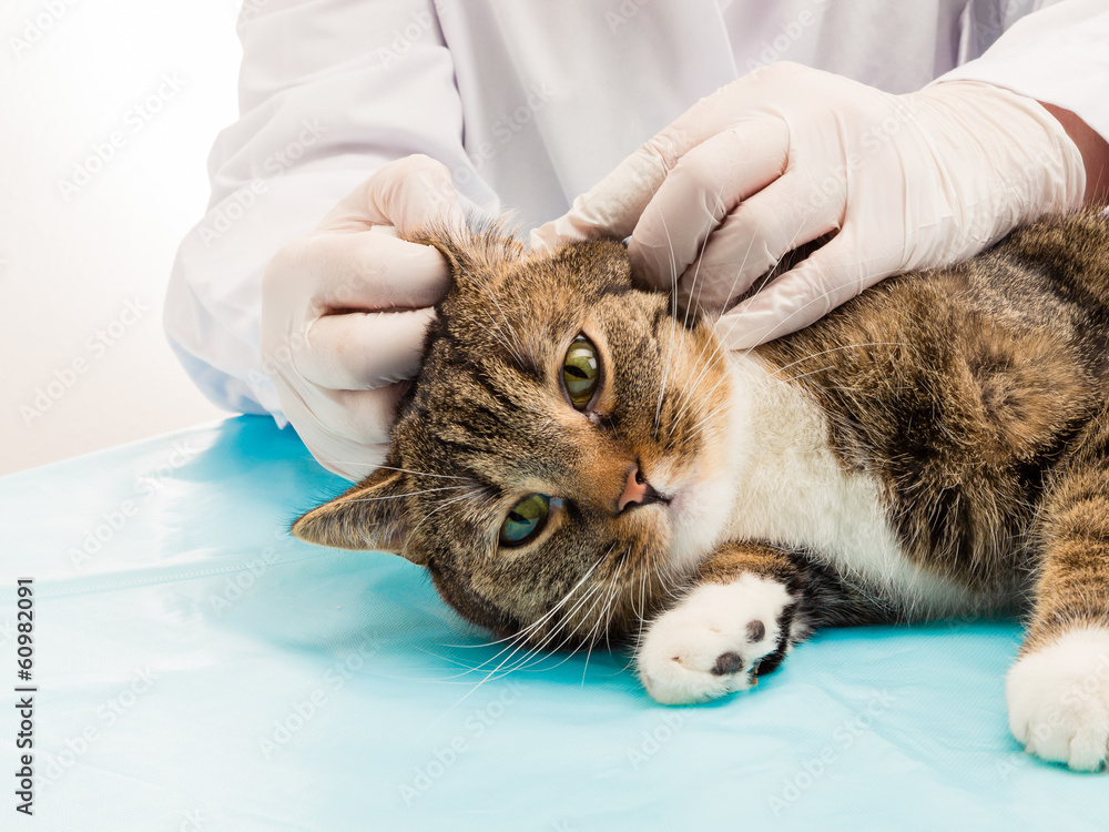 Tierarzt bei Behandlung Milben in Ohr von Katze Stock Photo | Adobe Stock