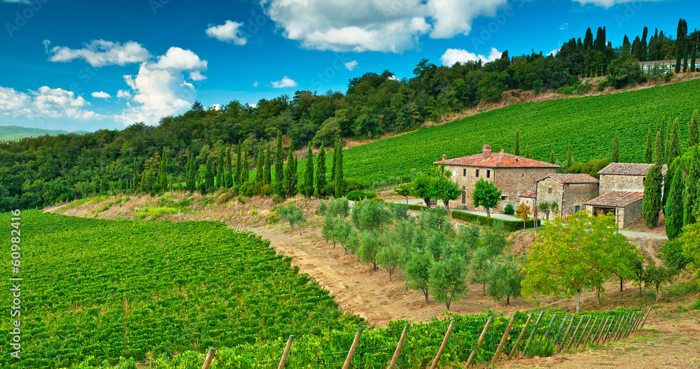 Beautiful Vineyard in Tuscany