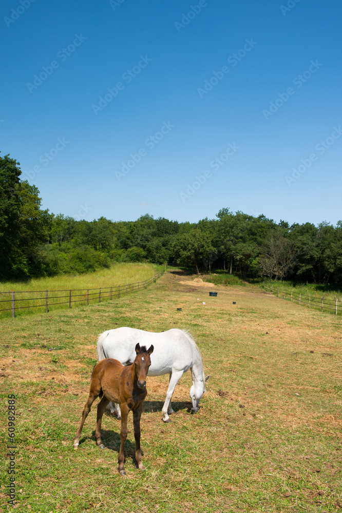 White horse with foal