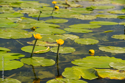 Fotografie Lake with yellow Brandy-bottles