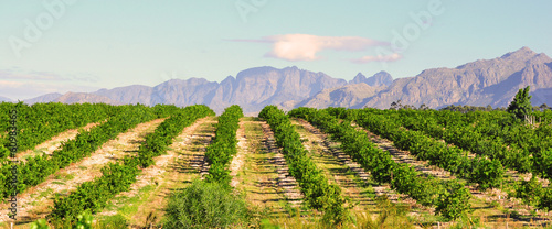 Photo Lemon orchard and mountain lanscape, South Africa Western Cape