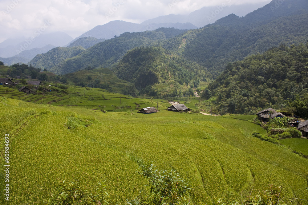 Paddy fields, village and a jungle in northern Vietnam