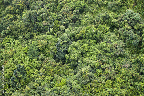 Jungle in Cat Ba National Park in Vietnam