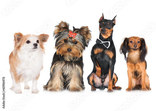 Fototapeta Naklejka Na Ścianę i Meble -  group of small dogs
