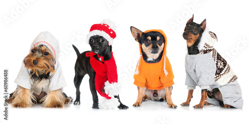 Photography group of dressed small dogs