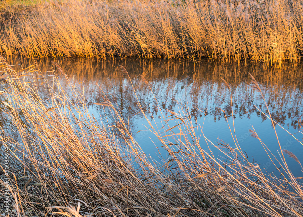 Fototapeta premium Reeds at both sides of the stream