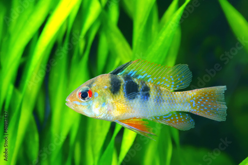 Dwarf butterfly cichlid