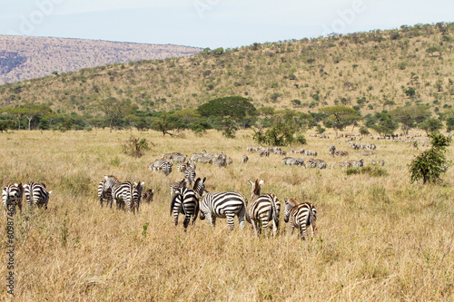 Zebras grazing in Tanzania