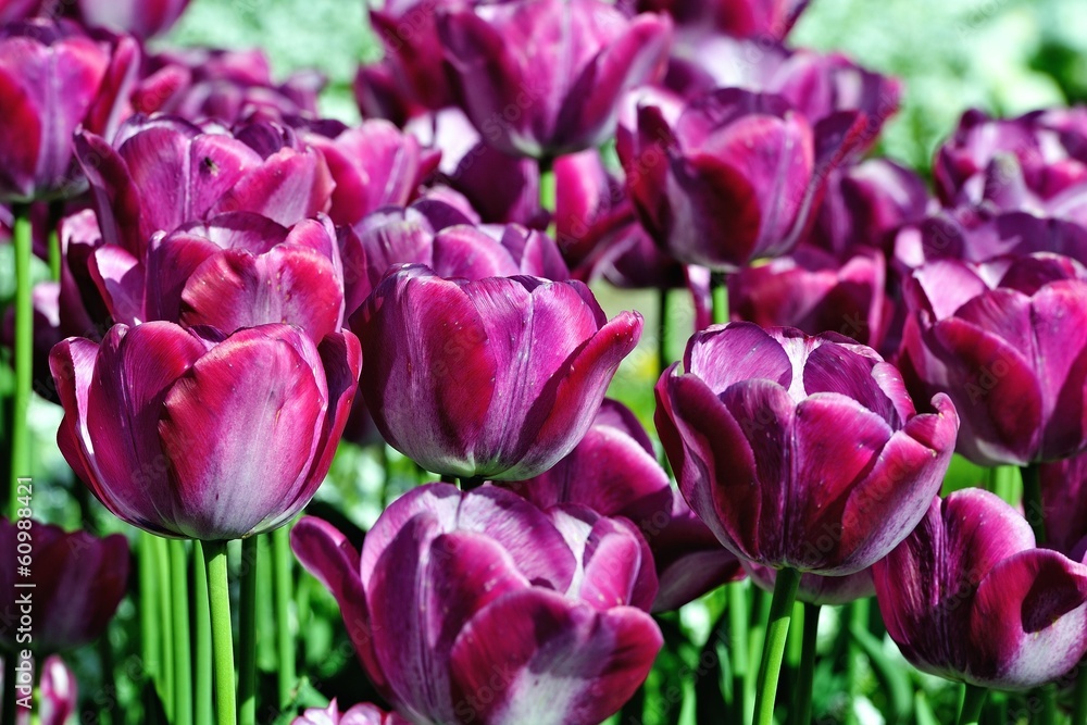 Fototapeta premium Tulpen