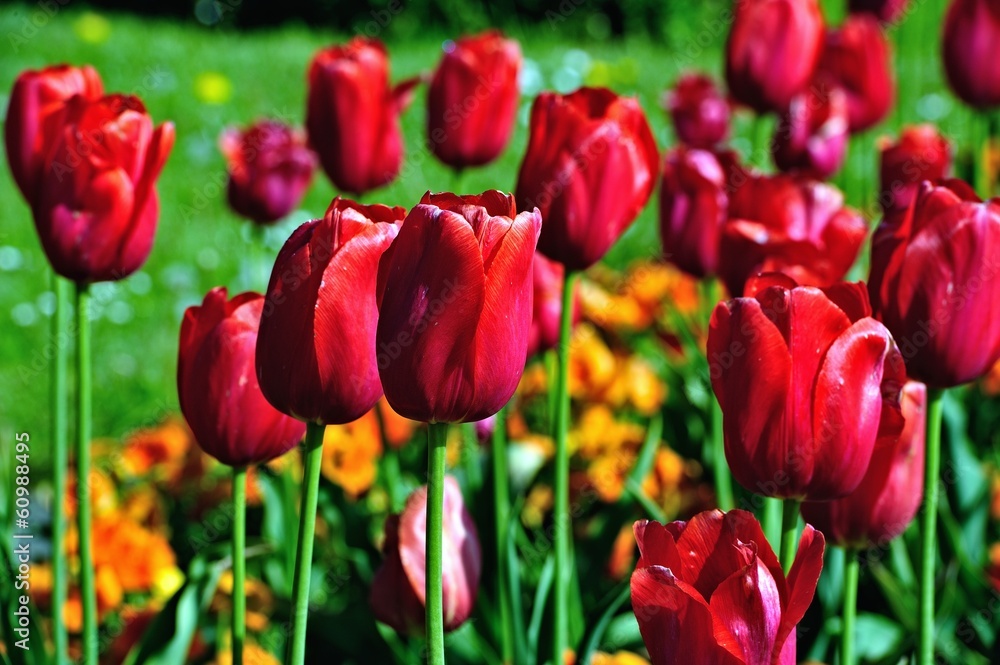 Tulpen