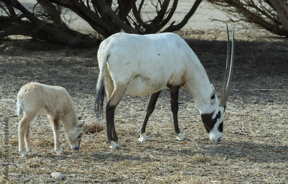Antelope Oryx in Israeli nature reserve near Eilat Antelope Oryx in Israeli nature reserve near Eilat