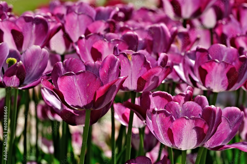 Tulpen Tulpen