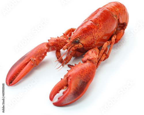 boiled lobster isolated on white background