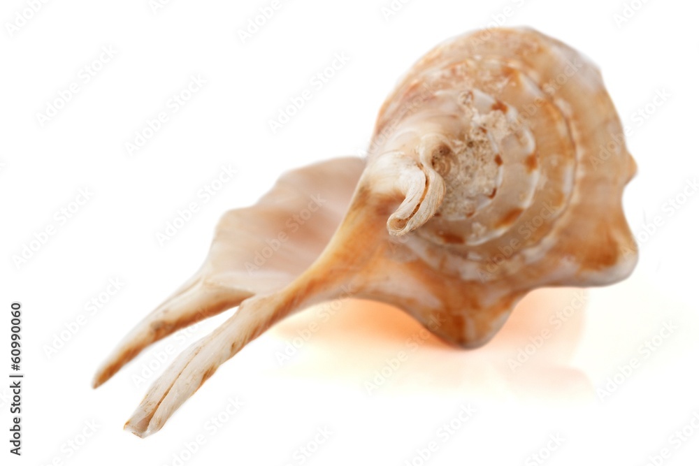 Naklejka premium Empty seashell of marine mollusc rapana