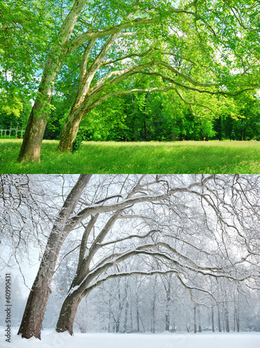 Two plane trees in two different seasons - Summer and Winter