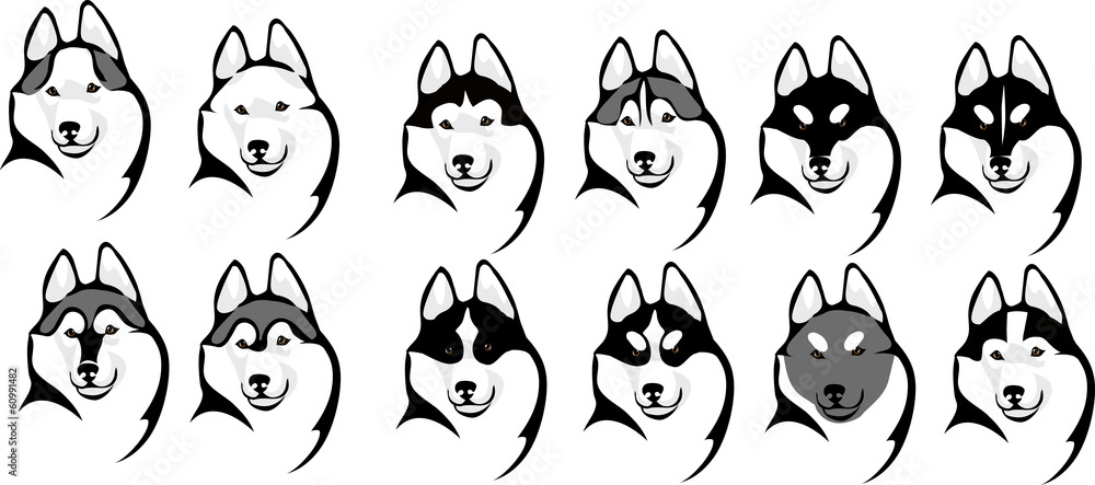 various color options head husky various color options head husky
