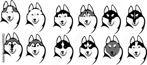 various color options head husky