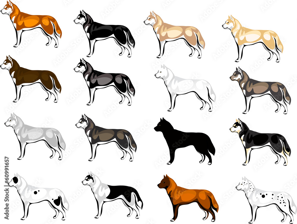 Obraz premium color options Huskies