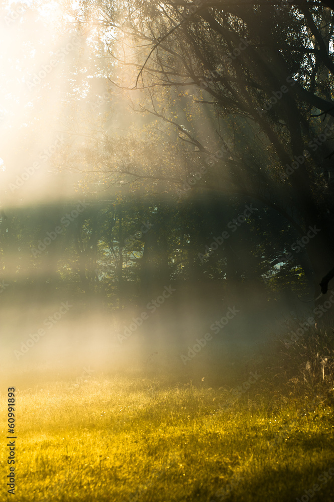 Foggy morning Foggy morning