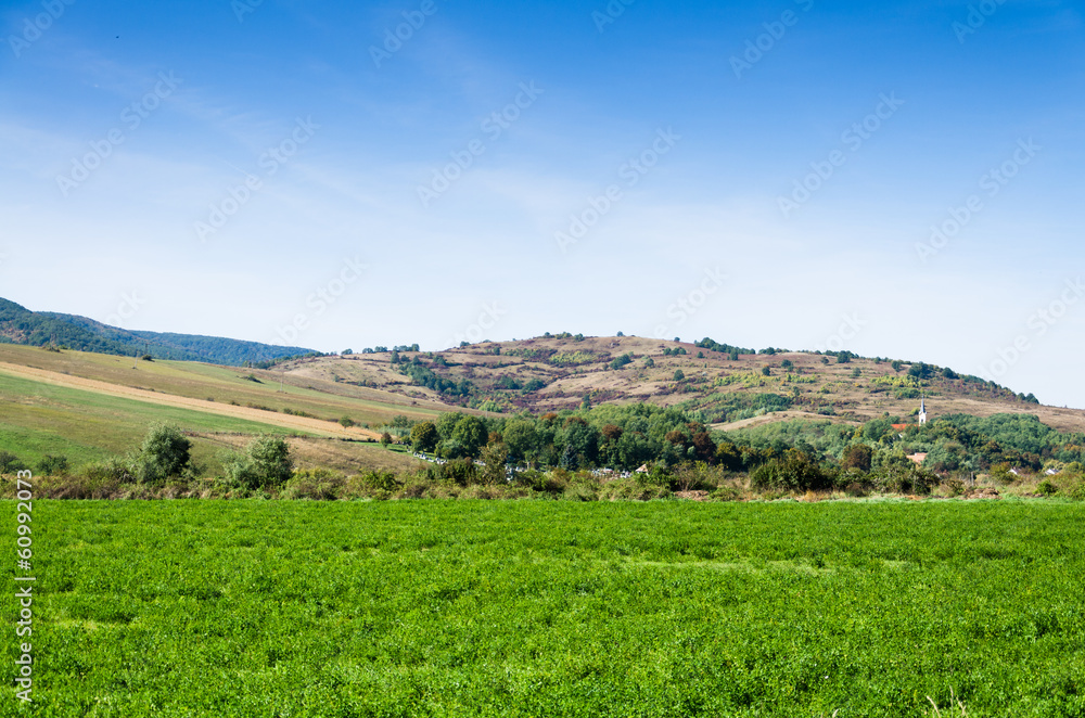 Obraz premium green field