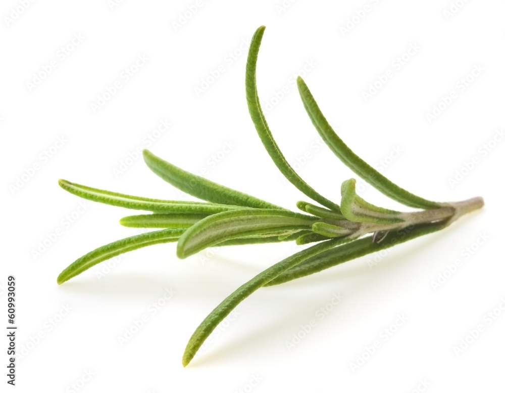 Twig of rosemary on a white background Twig of rosemary on a white background
