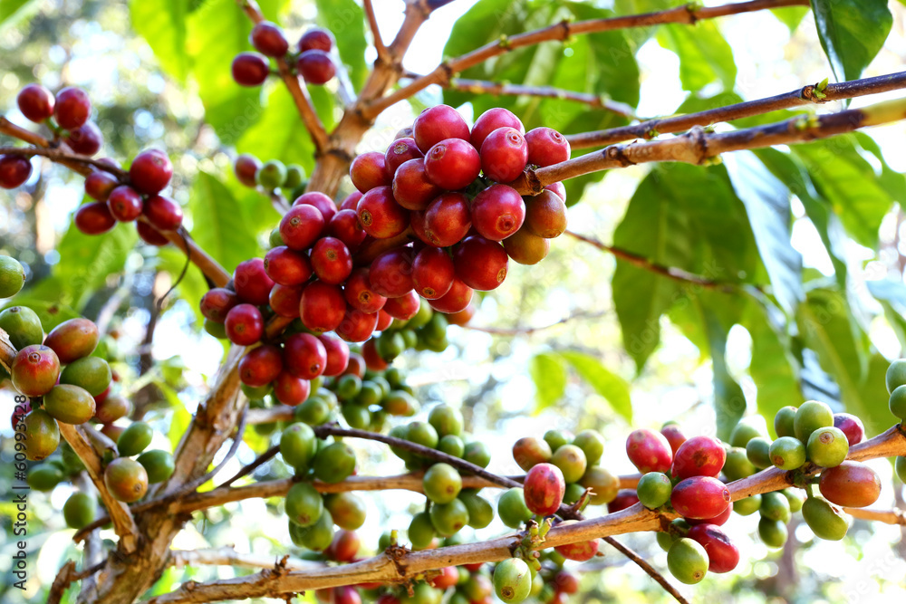 Red and green coffee beans ripe on the branch of coffee plant Red and green coffee beans ripe on the branch of coffee plant