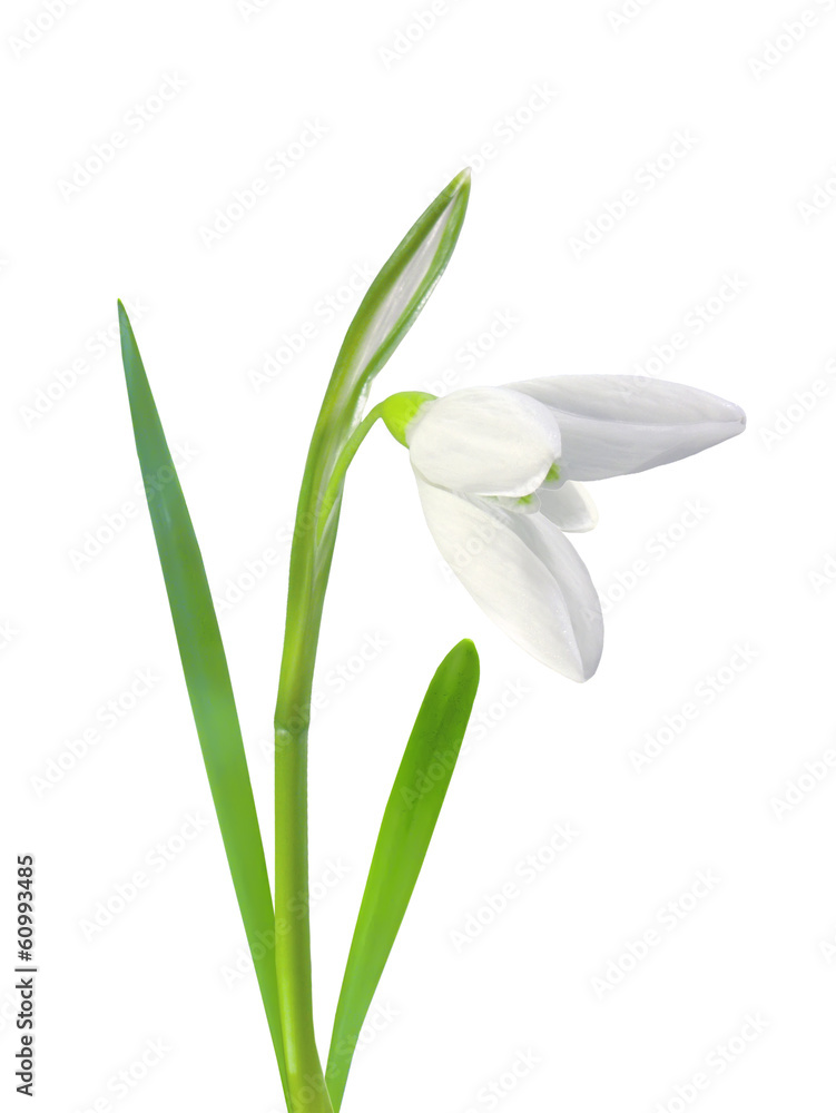 Naklejka premium beautiful snowdrop flower white isolated on white background