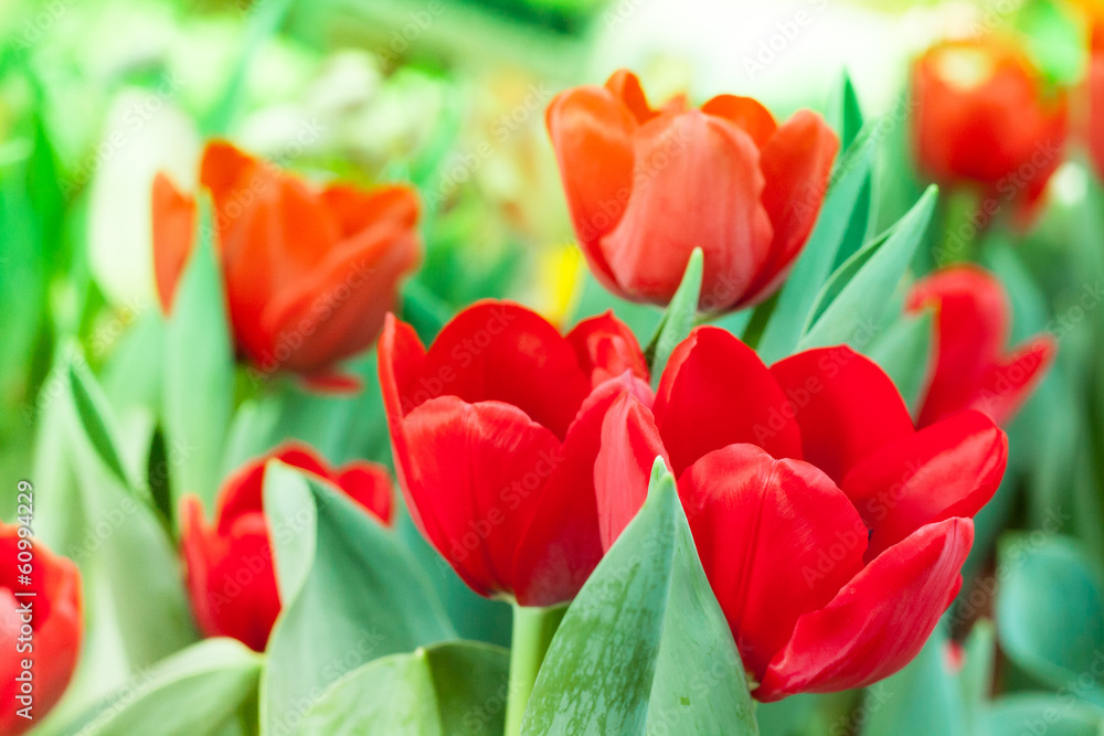 Fototapeta premium Red tulip