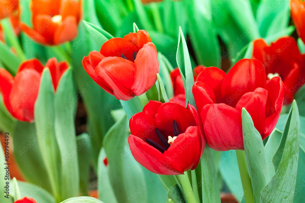 Fototapeta premium red tulip