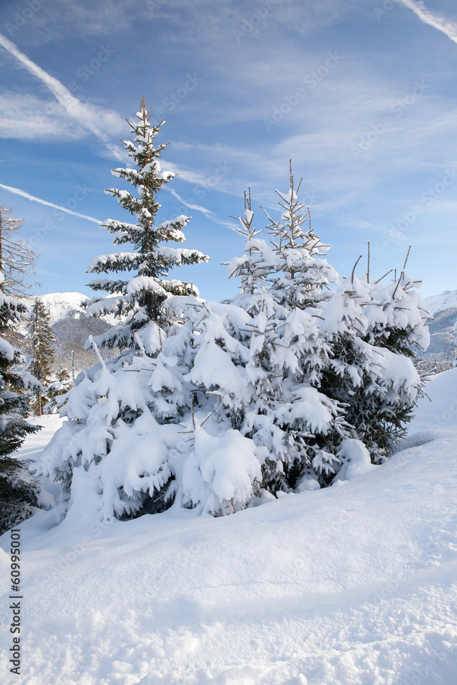 Obraz premium Snowy spruces in mountain, Austrian Alps