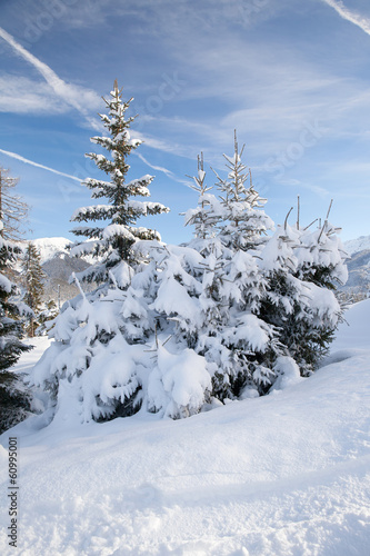 Snowy spruces in mountain, Austrian Alps